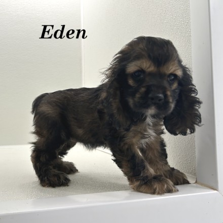 puppy, for, sale, Cocker Spaniel, Joe & Cherri  Overlease, dog, breeder, Miller, MO, dog-breeder, puppy-for-sale, forsale, nearby, find, puppyfind, locator, puppylocator, aca